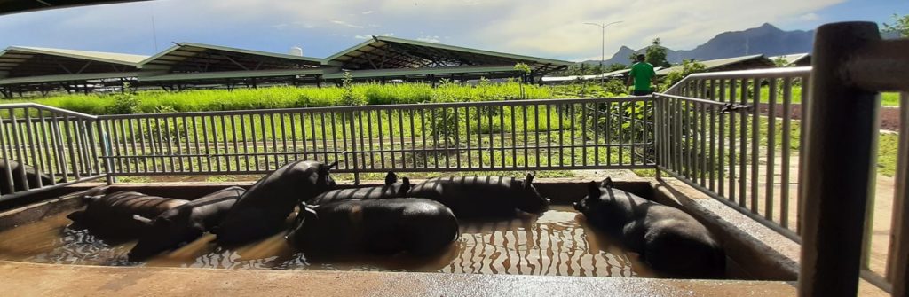 Batangas farm produces high-quality pork from their naturally-grown “happy pigs”